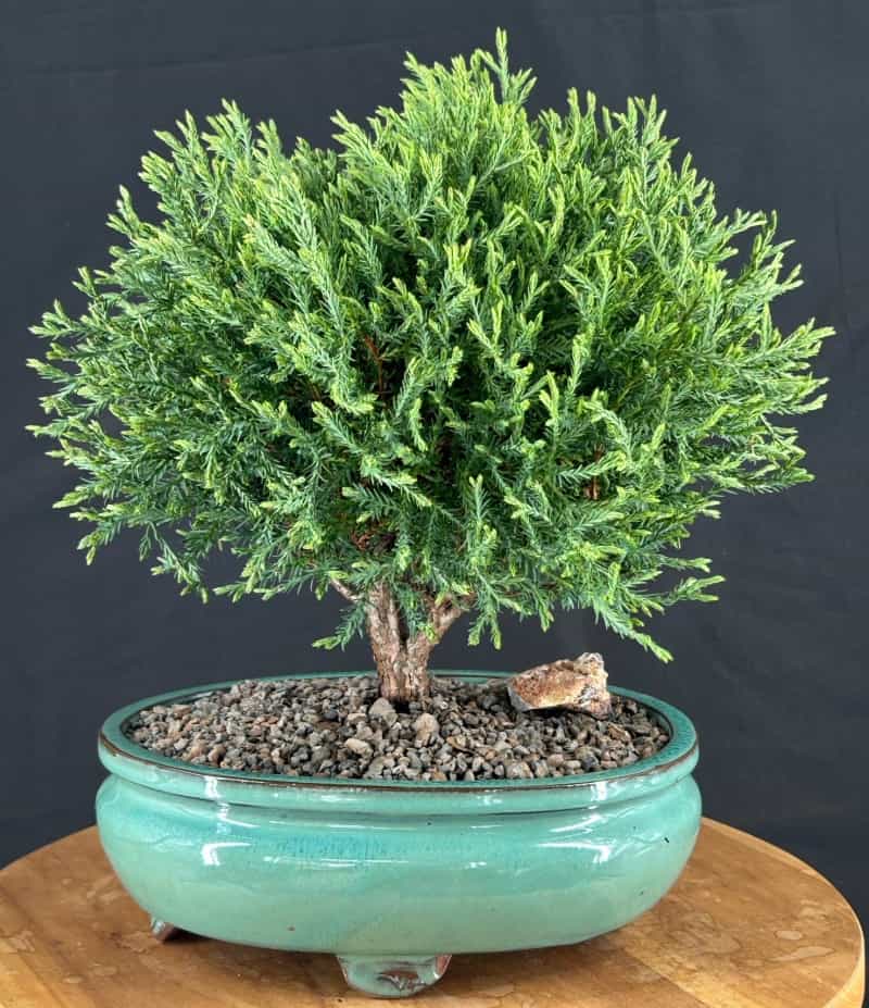 Mr. Bowling Ball Arborvitae Bonsai Tree (Thuja Occidentalis 'Bobozam')