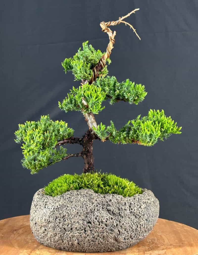 Juniper Bonsai Tree - Trained (Juniper Procumbens Nana)