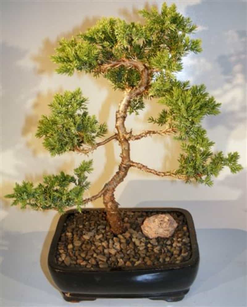 Juniper "Karate Kid" Bonsai Tree (Juniper Procumbens "Nana")