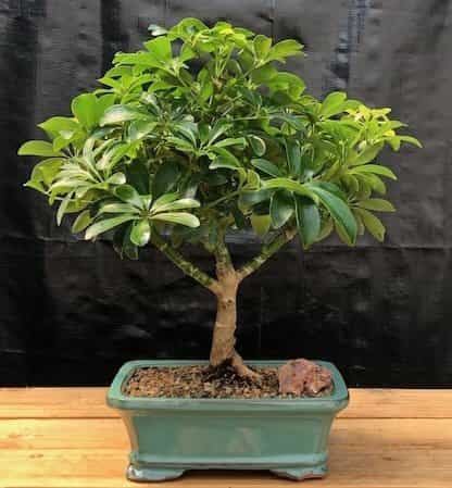 Hawaiian Umbrella Bonsai Tree - Medium (Arboricola Schefflera 'Luseanne')