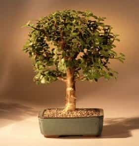 Baby Jade Bonsai Tree - Medium (Portulacaria Afra)
