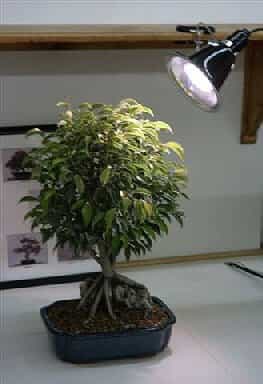 Grow Light Kit - 32 Watt Full Daylight Spectrum (Fluorescent Grow Light 150 Watt Equivalent)