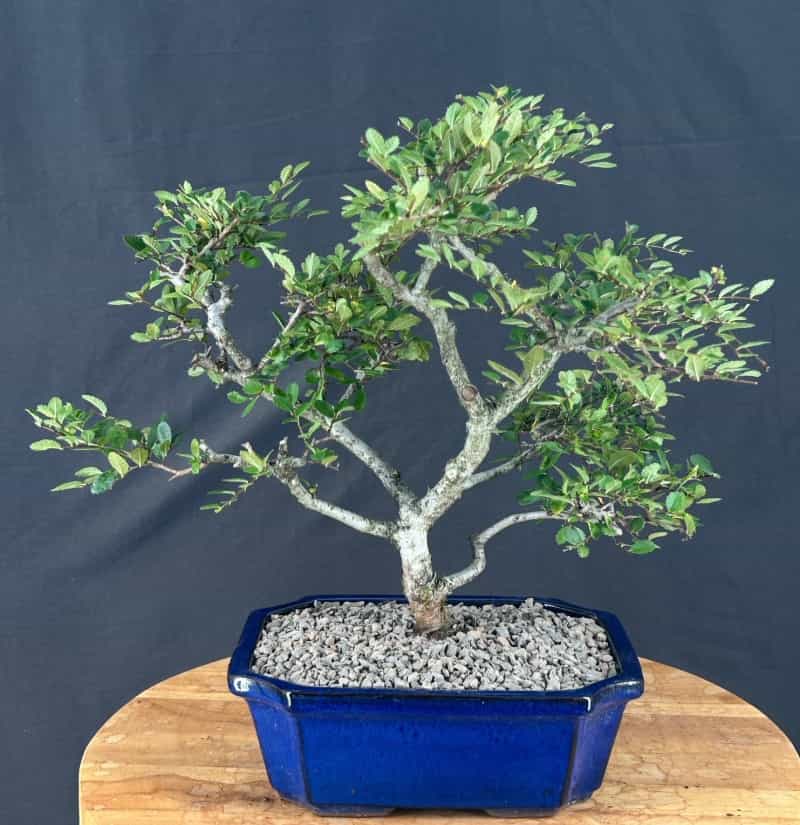 Trained Chinese Elm Bonsai Tree (Ulmus Parvifolia)