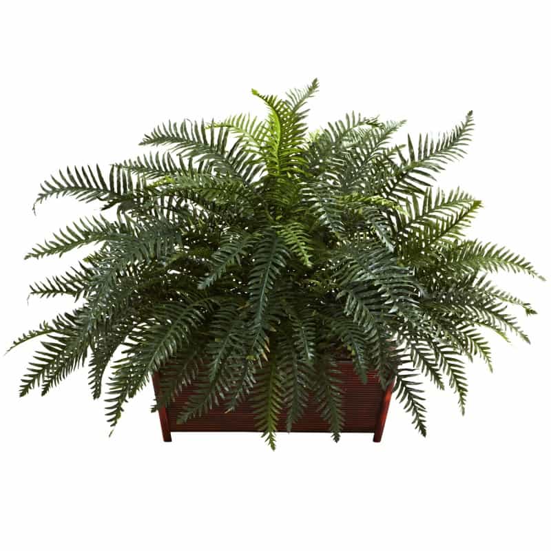 River Fern W/Wood Planter