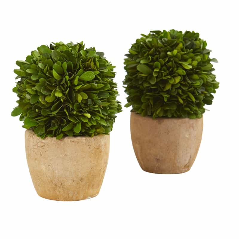 7” Boxwood Ball Preserved Plant In Decorative Planter (Set Of 2)