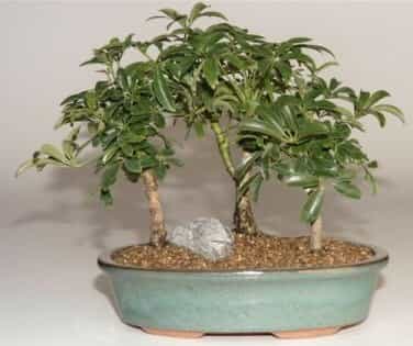 Hawaiian Umbrella Bonsai Tree 3 Tree Forest Group (Arboricola Schefflera 'Luseanne')