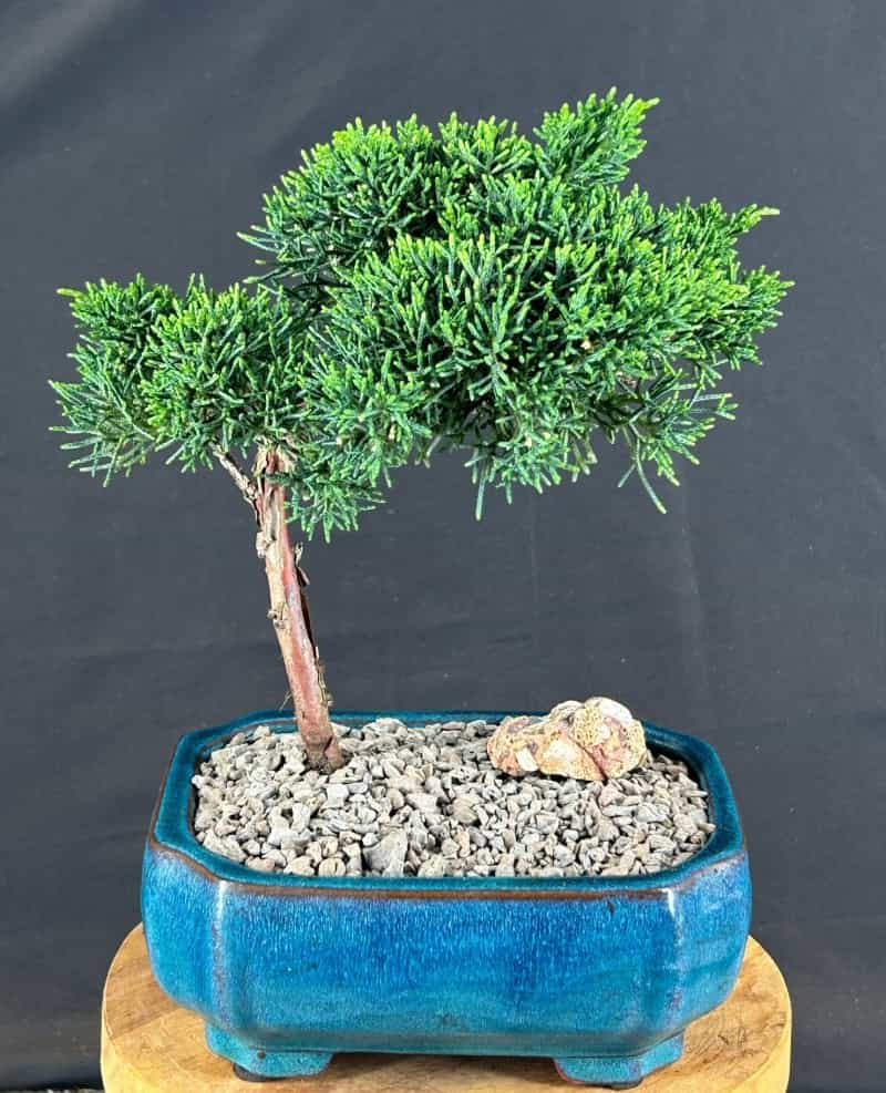 Upright Shimpaku Bonsai Tree (Shimpaku Itoigawa)