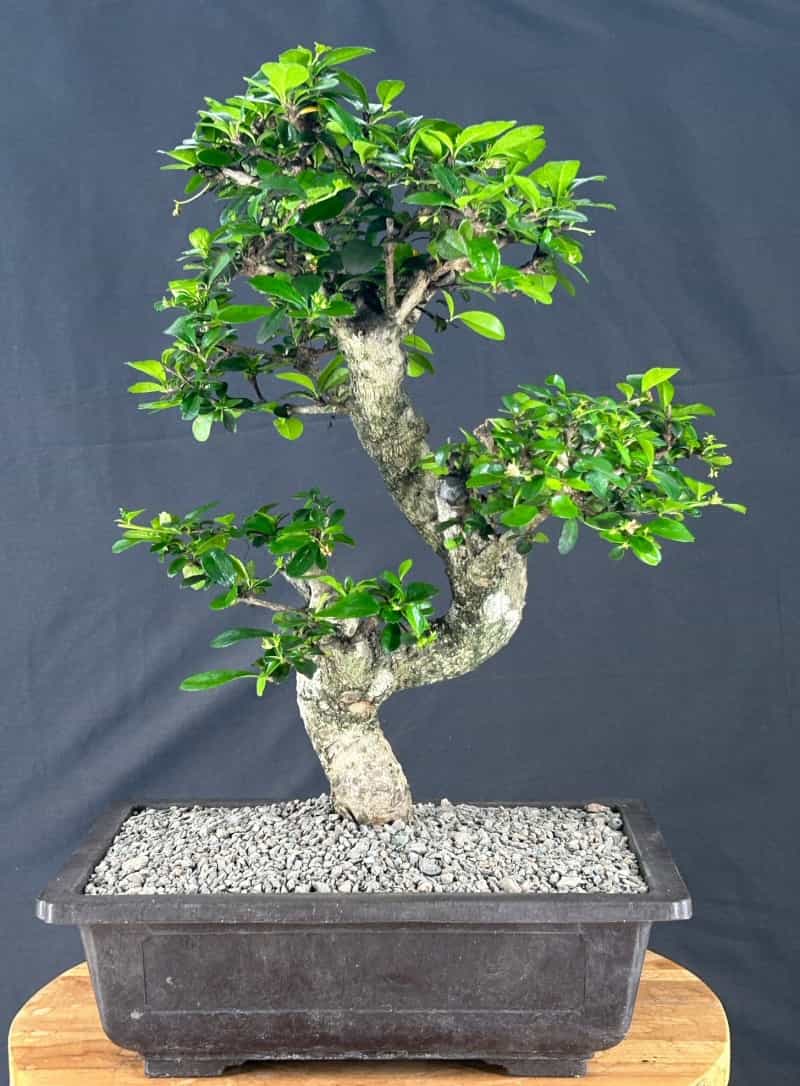 Flowering Fukien Tea Bonsai Tree Curved Trunk & Tiered Branching (Ehretia Microphylla)