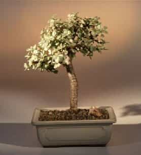 Baby Jade Bonsai Tree Variegated - Medium (Portulacaria Afra Variegata)