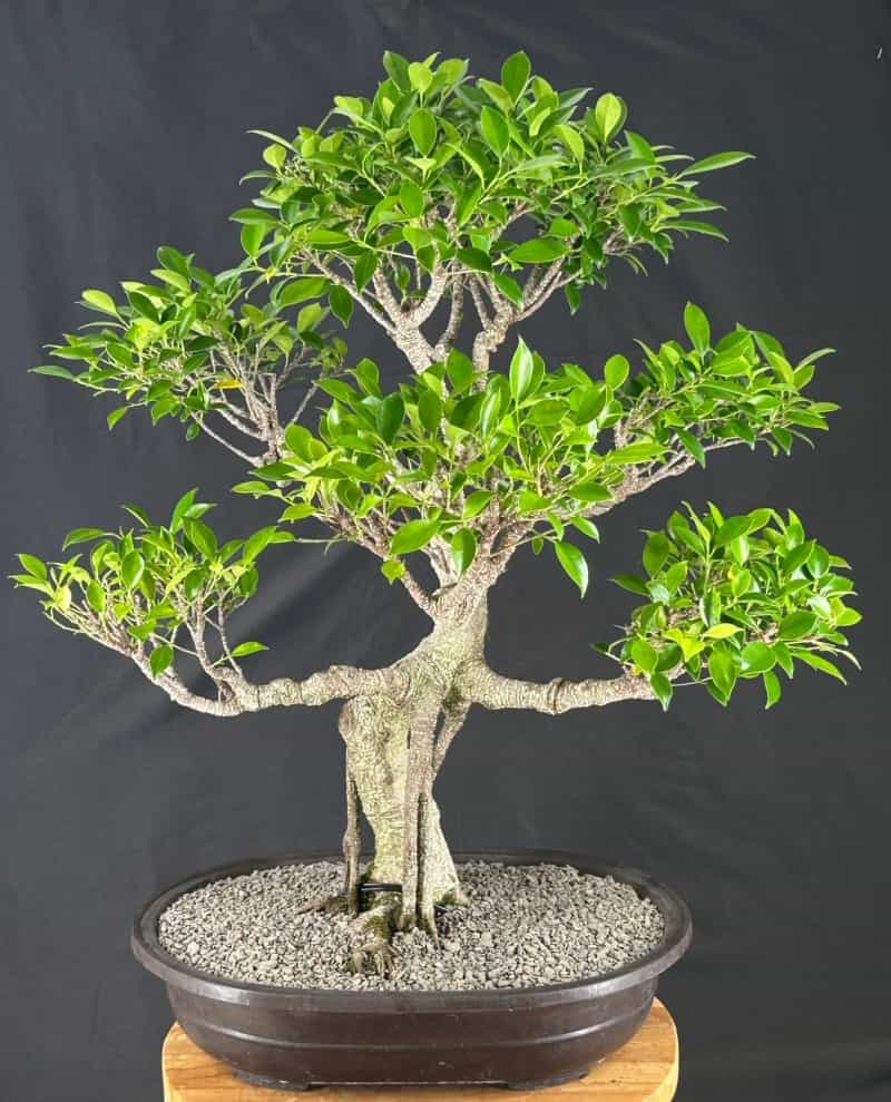 Ficus Retusa Bonsai Tree Curved Trunk & Tiered Branching (Ficus Retusa)