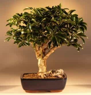 Hawaiian Umbrella Bonsai Tree - Large (Arboricola Schefflera 'Luseanne)