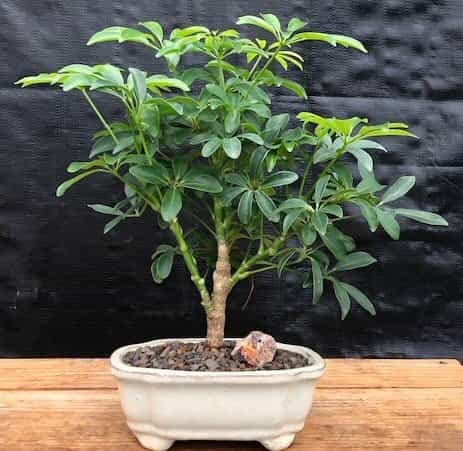 Hawaiian Umbrella Bonsai Tree - Small (Arboricola Schefflera 'Luseanne')