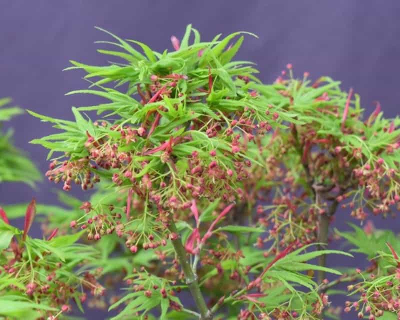 Trained Mikawa Yatsubusa Japanese Maple Bonsai Tree (Acer Palmatum 'Mikawa Yatsubusa')