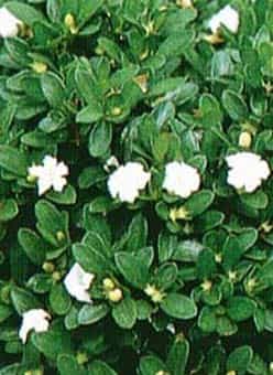 Chinese Flowering White Serissa Bonsai Tree - Large Tree Of A Thousand Stars Raised Roots (Serissa Japonica)