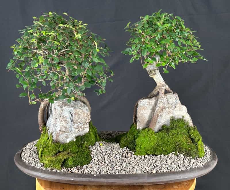 Chinese Elmroot Over Rock Forest Group (Ulmus Parvifolia)