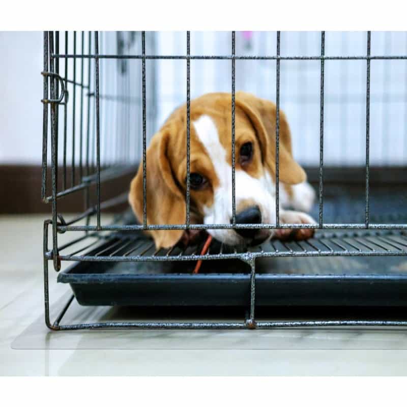 P-Tex Polycarbonate Dog Crate Floor Protector - 35" X 47"