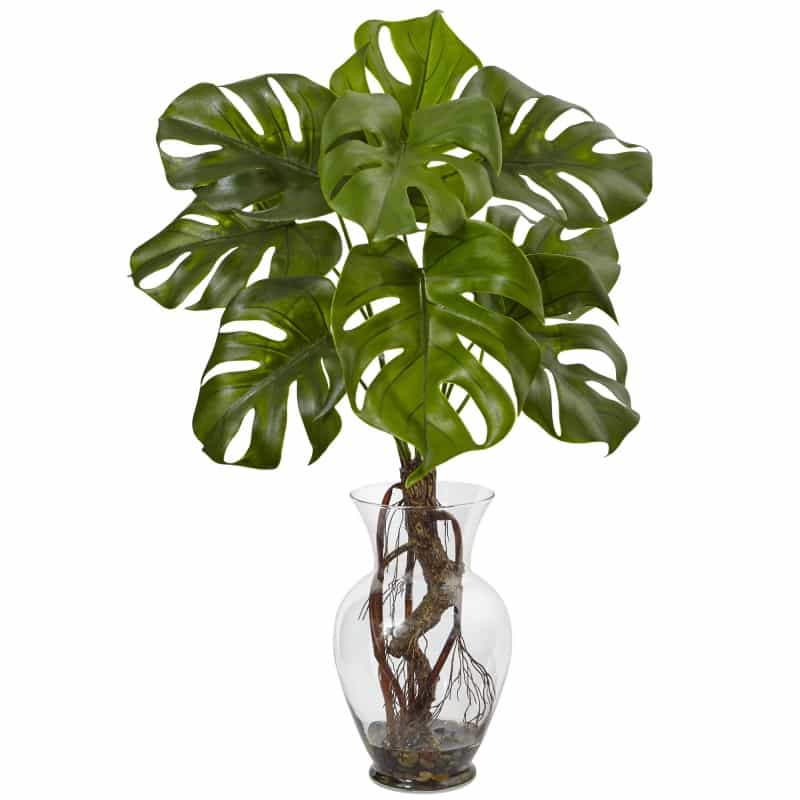 Monstera Plant With Vase