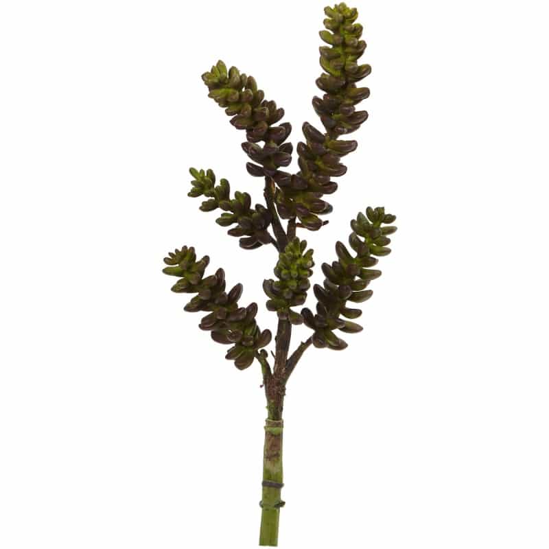 Green Burgundy