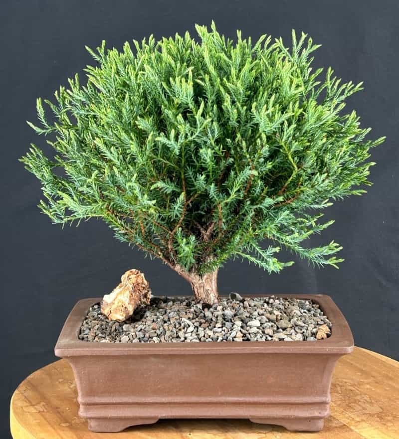 Mr. Bowling Ball Arborvitae Bonsai Tree (Thuja Occidentalis 'Bobozam')