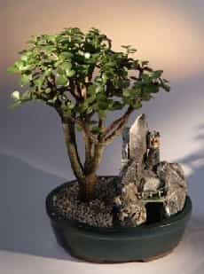 Baby Jade Bonsai Tree Stone Landscape Scene (Portulacaria Afra)
