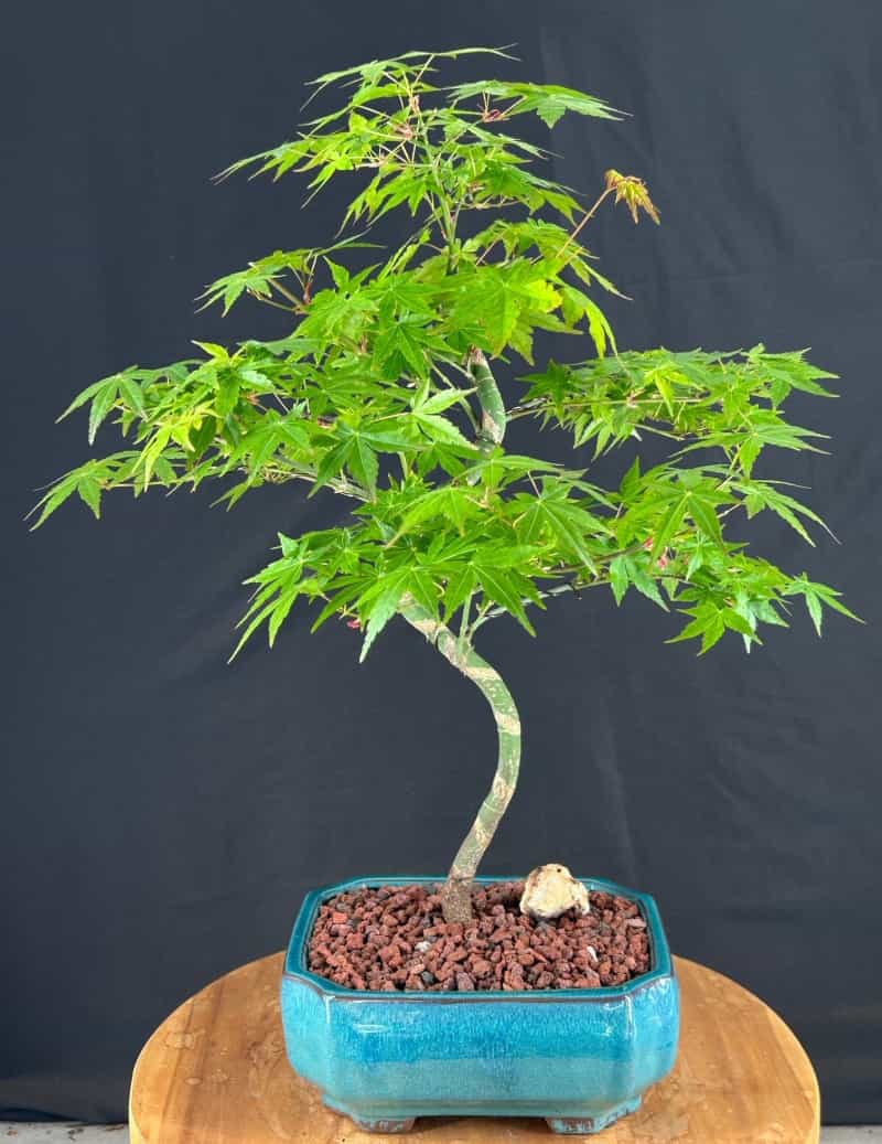 Trained Japanese Green Maple Bonsai Tree (Acer Palmatum)