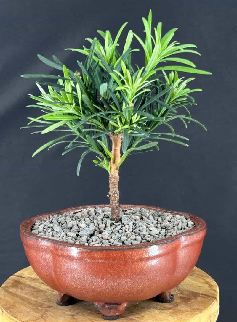Flowering Podocarpus Bonsai Tree - Small (Podocarpus Macrophyllus)