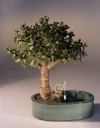 Baby Jade Bonsai Tree Land/Water Pot - Medium (Portulacaria Afra)