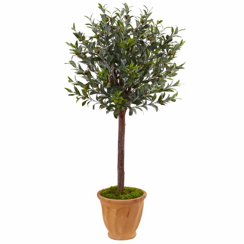4.5’ Olive Tree In Terracotta Planter