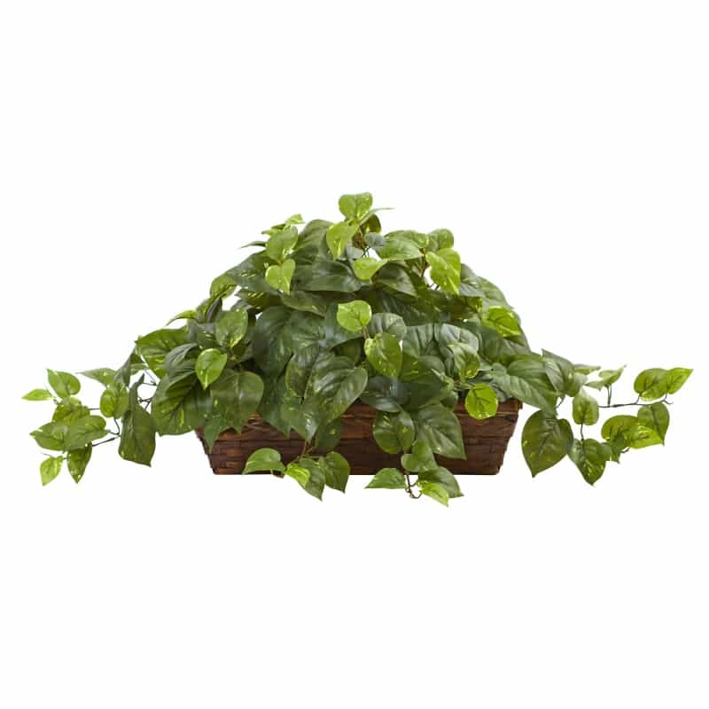 Pothos W/Ledge Basket