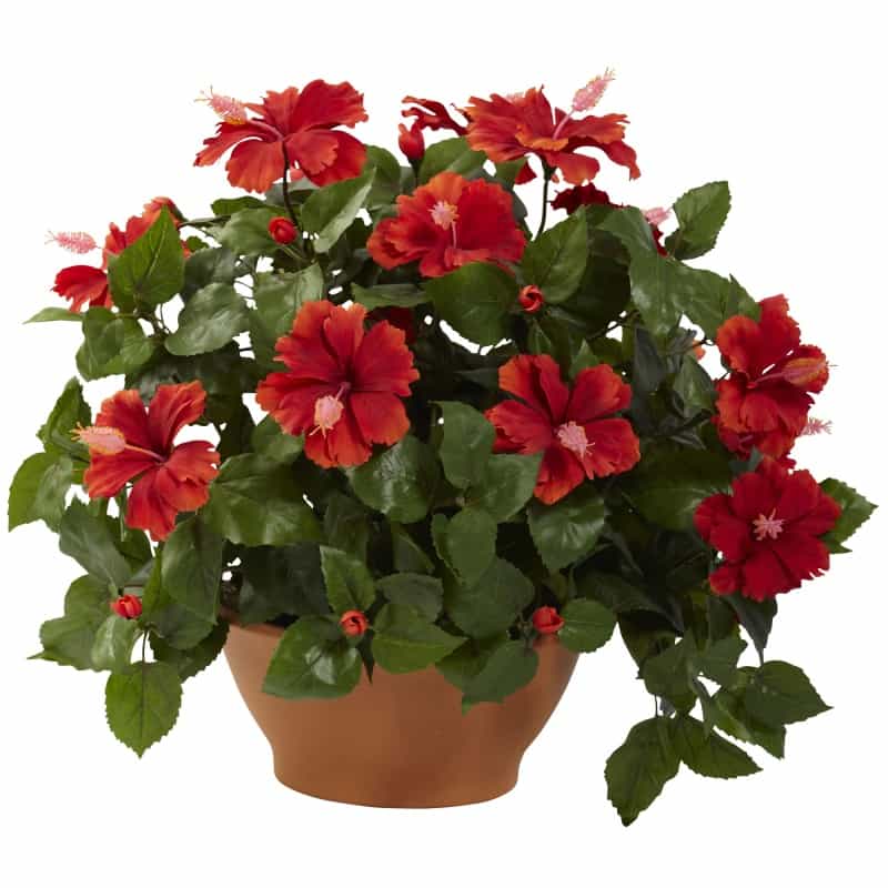 Hibiscus W/Clay Planter